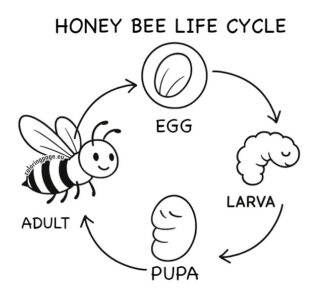honey bee life cycle