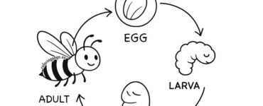 honey bee life cycle