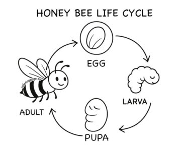 honey bee life cycle
