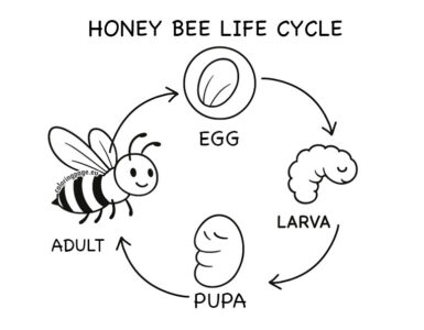 honey bee life cycle