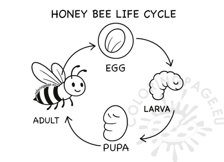 Honey bee life cycle | Coloring Page