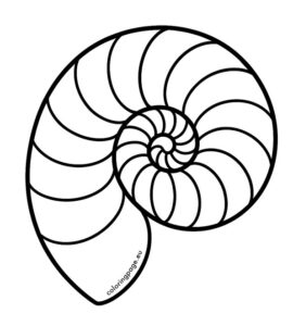 nautilus shell