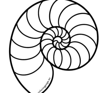 nautilus shell