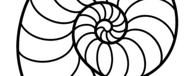 nautilus shell
