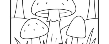 mushrooms forest