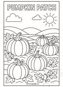Pumpkin patch in the sun