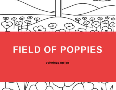 field of poppies