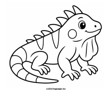 iguana