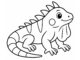 iguana