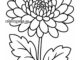 chrysanthemum coloring page